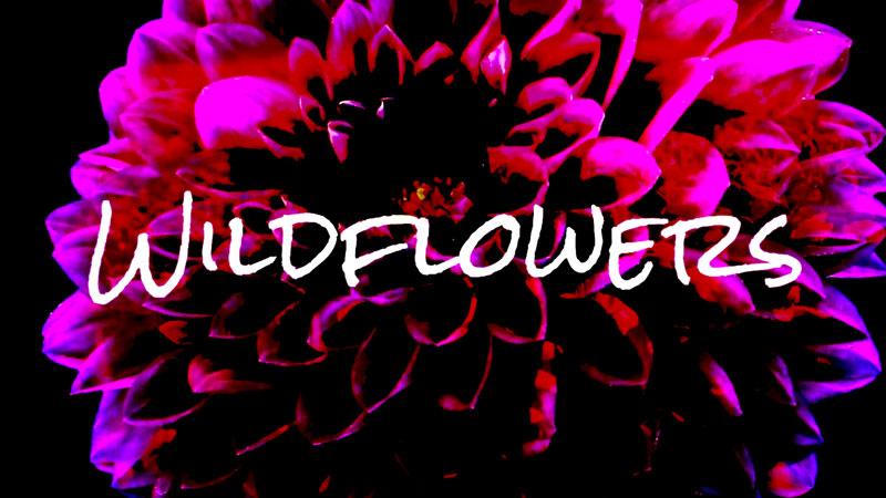 Don't Back Down, Maryland's premier Tom Petty and the Heartbreakers tribute band presents a video tribute to Tom Petty's Wildflowers. Mark O’Dell, Chris Huntington, John Nichols, Tom Sabia, Mike Ward, Kennth Aurich, Evan Cooper